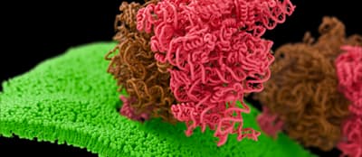 4° Ribosome Complex